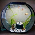 Fish R fun Deco O Fish aquarium, 55 liter, Dieren en Toebehoren, Ophalen, Zo goed als nieuw, Leeg aquarium