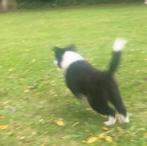 Border collie pup, 8 tot 15 weken, Teef, Collie, Eén hond
