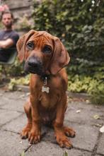 Ridgeback, Reu, 8 tot 15 weken, Eén hond, Nederland