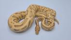 0.1 Coral Glow YB Leopard het G-Stripe    ball python regius, Slang