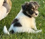 Nog 1 geweldig Chihuahua x Chinese naakthond  pupje. Teefje, Dieren en Toebehoren, Honden | Chihuahua's en Gezelschapshonden, Overige rassen