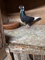 Duivin, Dieren en Toebehoren, Vogels | Duiven, Vrouwelijk, Kropper