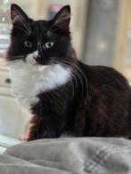2 prachtige ragdoll poesjes zoeken nog een gouden mandje, Dieren en Toebehoren, Katten en Kittens | Raskatten | Langhaar, Poes