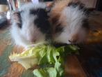 Erg mooi Zwitserse teddy cavia's 2 zeugjes, Dieren en Toebehoren, Knaagdieren, Vrouwelijk, Cavia, Na 1 juli 2024, Tam