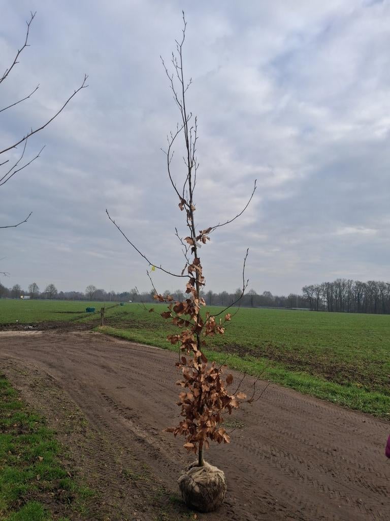 Fagus Sylvatica 8-10 cm bladhoudende groene beuk, Tuin en Terras, Bloeit niet, Ophalen of Verzenden, 250 tot 400 cm, Zuilboom
