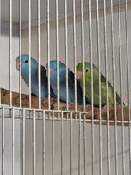 Nog maar 1 over, baby forpus, zo uit het nestje. Voor tam., Dieren en Toebehoren, Meerdere dieren, Dwergpapegaai of Agapornis