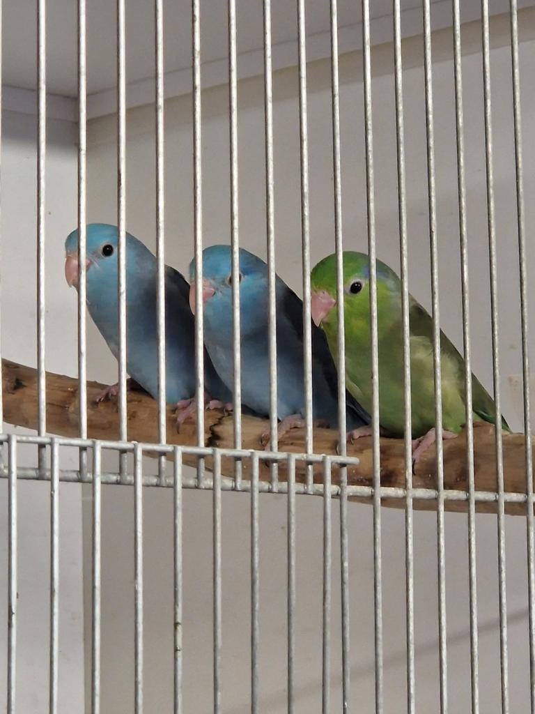 Nog maar 1 over, baby forpus, zo uit het nestje. Voor tam., Dieren en Toebehoren, Vogels | Parkieten en Papegaaien, Dwergpapegaai of Agapornis