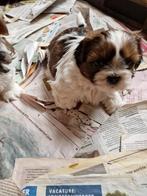 PRACHTIGE RASZUIVERE SHIH TZU PUPS alleen reutjes, Dieren en Toebehoren, Honden | Chihuahua's en Gezelschapshonden, Parvo, Overige rassen