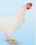 Leg hen, legkip, Dieren en Toebehoren, Pluimvee, Vrouwelijk, Kip