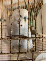 Zilvergrijs parkietje, Vrouwelijk, Parkiet