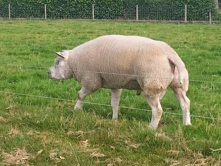 Te koop mooie Texelaar Ram, Dieren en Toebehoren, Schapen, Geiten en Varkens, Schaap, Mannelijk, 3 tot 5 jaar