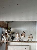 Te koop koppel putters, Dieren en Toebehoren, Vogels | Overige Vogels, Meerdere dieren, Wildzangvogel