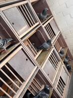 12 Broedbakken te koop, Dieren en Toebehoren, Ophalen