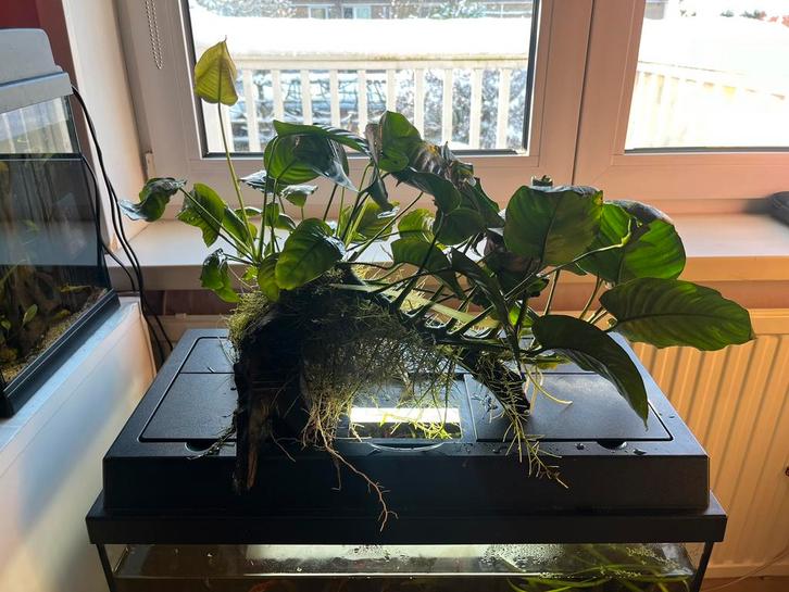 Anubias plant van +- 60 cm., Dieren en Toebehoren, Vissen | Aquaria en Toebehoren, Zo goed als nieuw, Plant(en), Steen of Hout