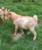 Dwergbok Dekbok, Dieren en Toebehoren, Schapen, Geiten en Varkens, Mannelijk, Geit, 0 tot 2 jaar