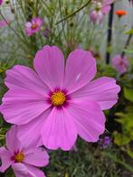 Zaden- Cosmea Gloria- licht roze, Ophalen of Verzenden, Voorjaar, Volle zon, Zaad