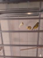 Raza espagnol kanaries (mini kanarie), Dieren en Toebehoren, Meerdere dieren, Kleurkanarie