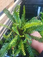 Groenblijvende varens, Tuin en Terras, Planten | Tuinplanten, Ophalen of Verzenden, Overige soorten, Halfschaduw