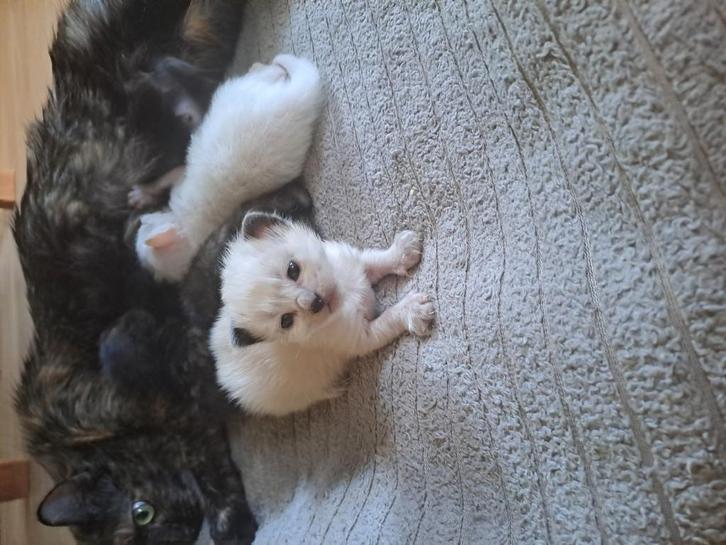 4 Ragdoll kittens zoeken 4everhome, Dieren en Toebehoren, Katten en Kittens | Raskatten | Langhaar, Meerdere dieren, 0 tot 2 jaar