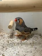 Bleekwang Zebavink, Dieren en Toebehoren, Vogels | Overige Vogels, Meerdere dieren