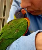 Vrouwtjes regenboog lori te koop (lees adv), Dieren en Toebehoren, Vrouwelijk, Papegaai