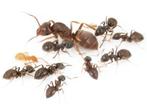 Lasius umbratus gynes + host, Dieren en Toebehoren, Insecten en Spinnen, Mieren