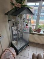 4 grasparkieten met kooi, Dieren en Toebehoren, Meerdere dieren, Parkiet