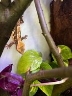 Wimpergekko harlequin vrouwtje, Dieren en Toebehoren, Hagedis, 3 tot 6 jaar