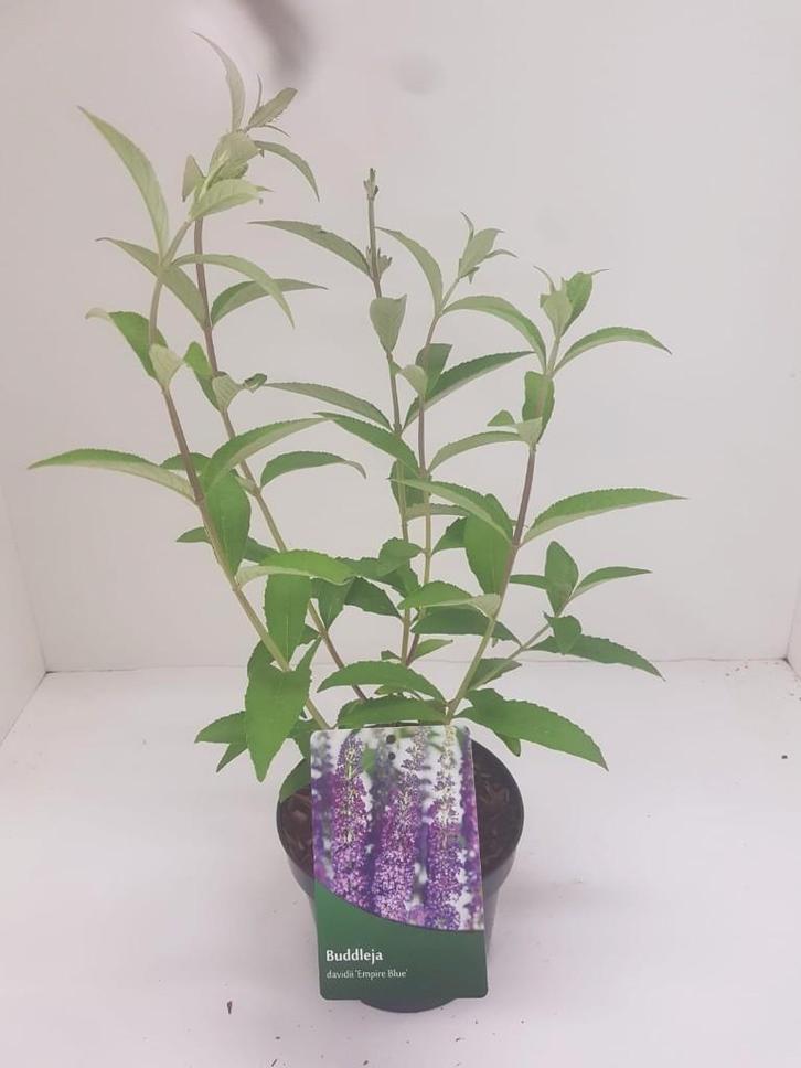 Vlinderstruik Buddleja davidii (Aanbieding), Tuin en Terras, Planten | Tuinplanten, Vaste plant, Overige soorten, Volle zon, Zomer