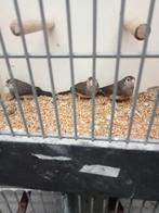 3x bastaard, Dieren en Toebehoren, Vogels | Overige Vogels, Meerdere dieren