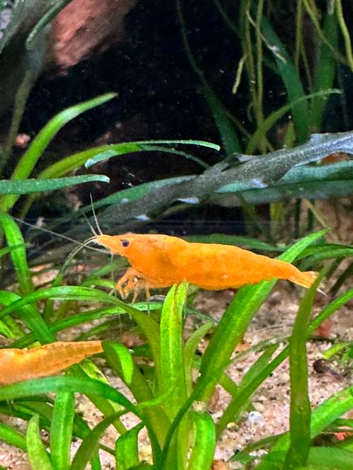 Oranje neocaradina garnalen, Dieren en Toebehoren, Vissen | Aquariumvissen, Kreeft, Krab of Garnaal