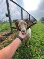 Ouessant schapen | Dekram te leen | Diverse kleuren, Dieren en Toebehoren, Schapen, Geiten en Varkens, Mannelijk, Schaap, 0 tot 2 jaar