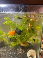 Molly visjes, Dieren en Toebehoren, Vis