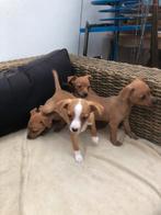 Pinscherpups, 8 tot 15 weken, CDV (hondenziekte), Meerdere, Nederland