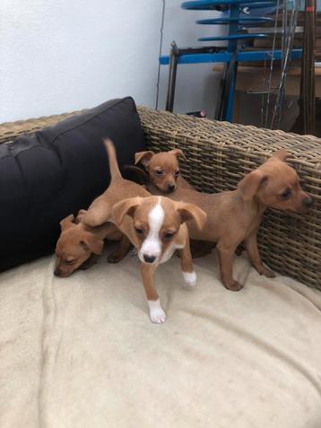 Pinscherpups beschikbaar voor biedingen