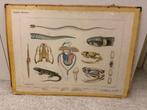Schoolplaat Reptielen, Antiek en Kunst, Antiek | Schoolplaten, Ophalen, Natuur en Biologie