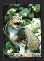 717 KATTEN, Ophalen of Verzenden, Gelopen, Hond of Kat