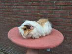 Peruvian cavia koppel choco, Dieren en Toebehoren, Knaagdieren, Cavia, Mannelijk, Mei, Tam