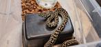 0.1 Morelia spilota cheynei NK2025, Dieren en Toebehoren, 0 tot 2 jaar