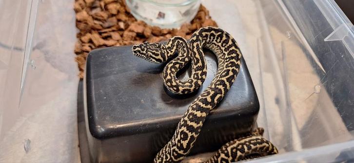 0.1 Morelia spilota cheynei NK2025