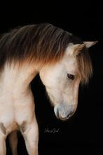Bijrijder gezocht ️, Dieren en Toebehoren, Ophalen