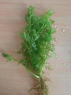 Eikenbladvaren fijn, grillig gevormde aquariumplant, Dieren en Toebehoren, Ophalen of Verzenden, Zo goed als nieuw, Plant(en), Steen of Hout