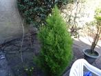Conifeer 1.75 meter hoog lichtgroen, Volle zon, Lente, 100 tot 250 cm, Overige soorten