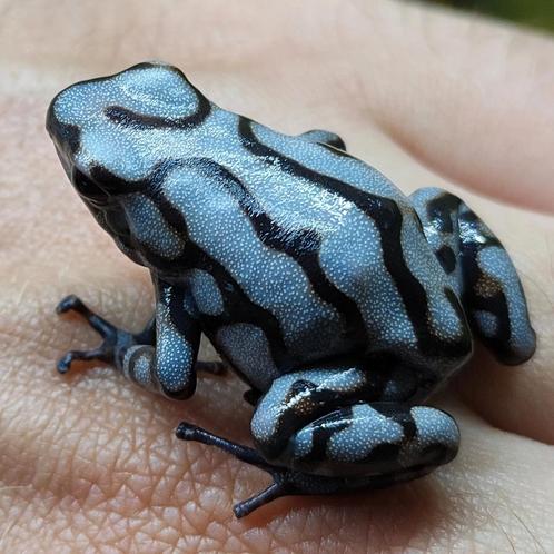 Dendrobates auratus 'Peña blanca', Dieren en Toebehoren, Reptielen en Amfibieën, Amfibie
