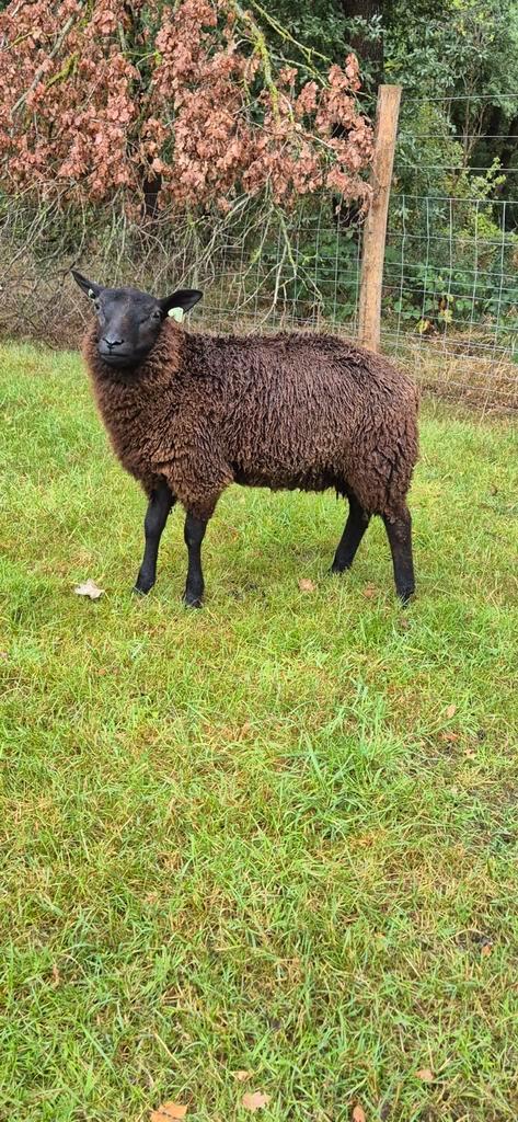 Blauwe texelaar ram lam, Dieren en Toebehoren, Schapen, Geiten en Varkens, Schaap, Mannelijk