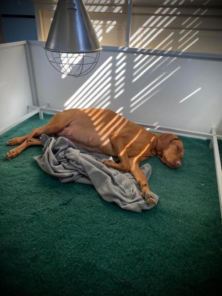 Te huur: werpkist Hundos XXL 150cmx150cm, Dieren en Toebehoren, Hondenhokken, Zo goed als nieuw, Hondenhok, 100 cm of meer, 110 cm of meer