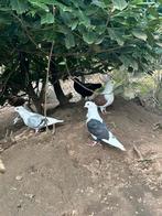 Oud Hollandse meeuwen, Dieren en Toebehoren, Vogels | Duiven, Meerdere dieren