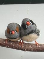 Zebravink mannetjes, Dieren en Toebehoren, Vogels | Overige Vogels, Mannelijk, Tropenvogel, Geringd