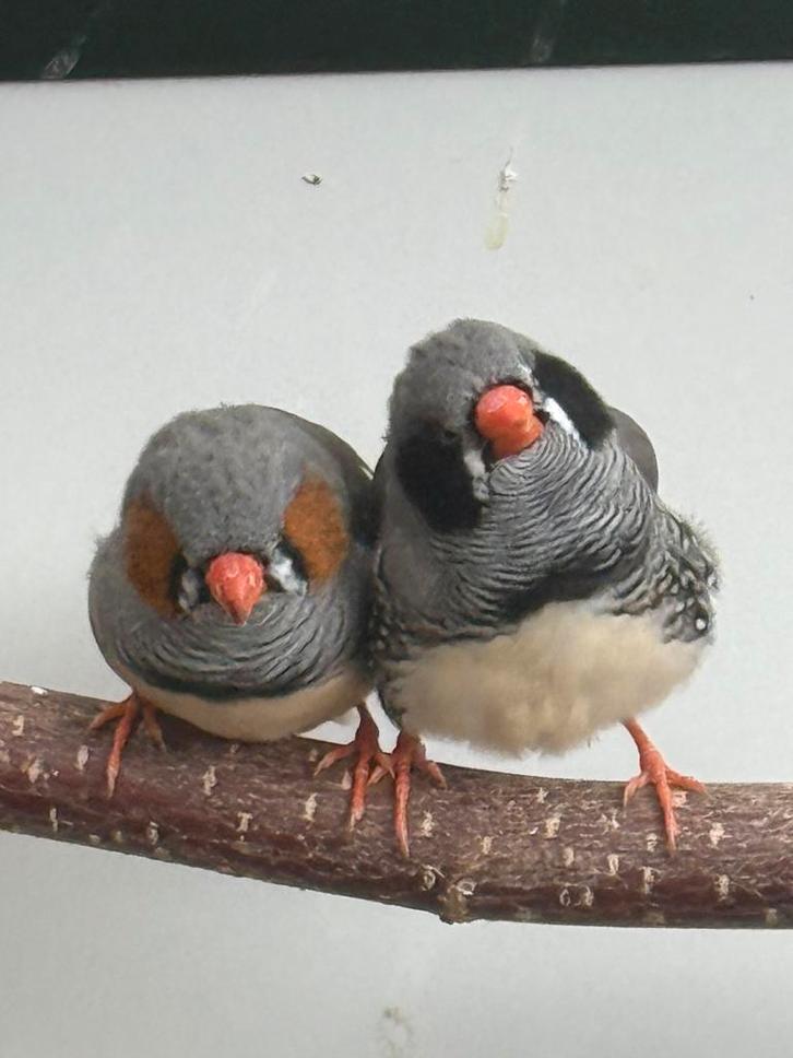 Zebravink mannetjes, Dieren en Toebehoren, Vogels | Overige Vogels, Tropenvogel, Mannelijk, Geringd