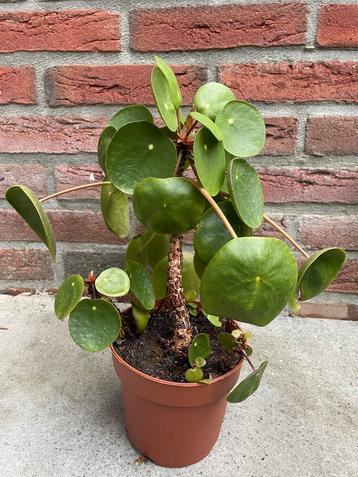 Pannenkoekenplant, Pilea peperomioides beschikbaar voor biedingen